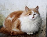 кошка американская длинношерстная